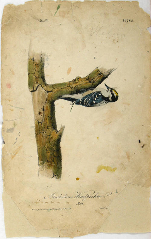 Audubons' Woodpecker