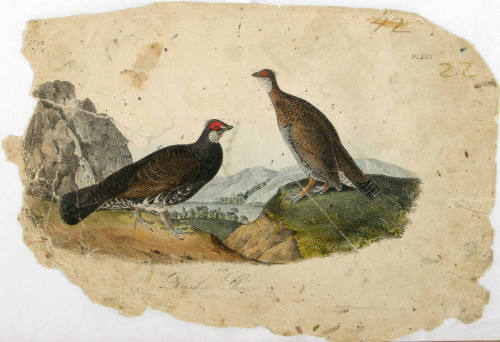 Dusky Grouse