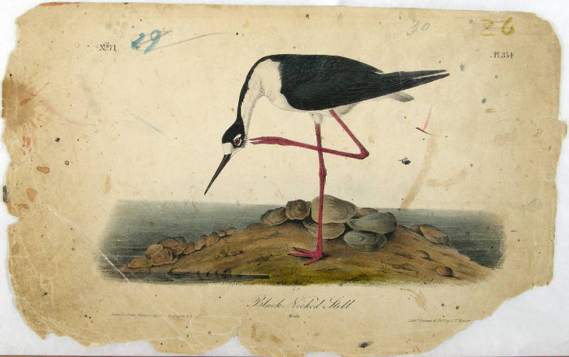 Black Necked Stilt