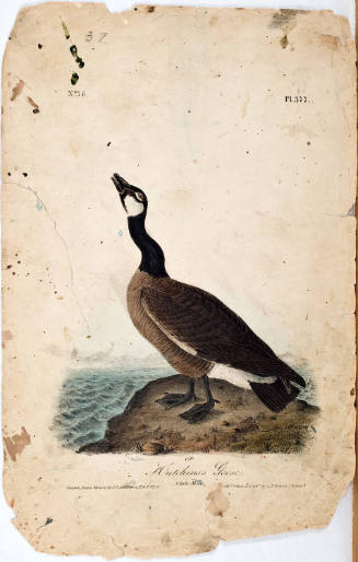 Hutchin's Goose