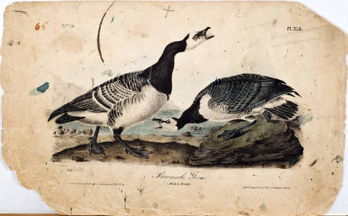 Barnacle Goose