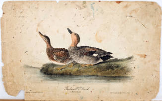 Gadwall Duck
