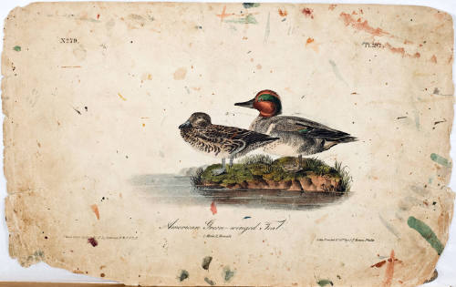 American Green-winged Teal