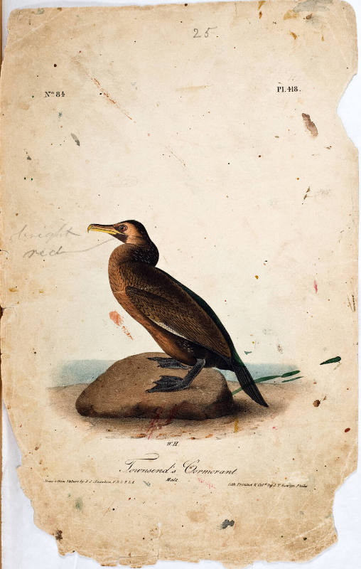 Townsend's Cormorant