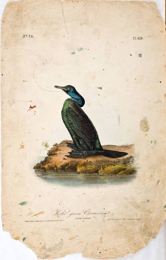 Violet-green Cormorant