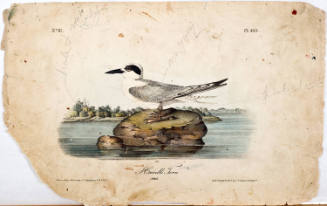 Havell's Tern