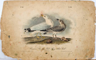 Common American Gull-Ring-billed Gull