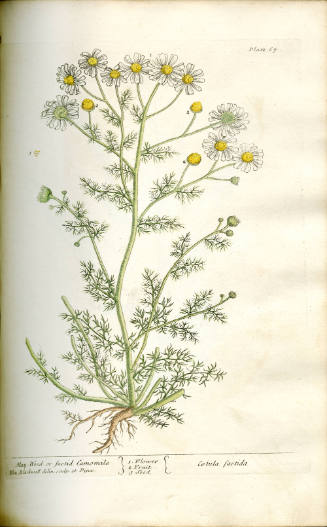 May-Weed, or Faetid Camomile. Cotula faetida.