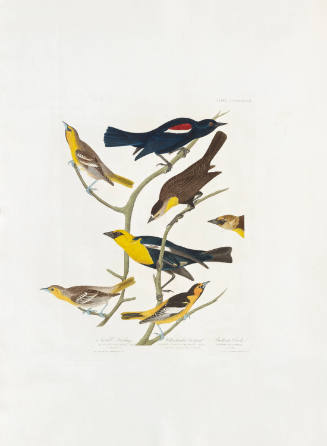 Nuttall's Starling, Yellow-headed Troopial, Bullock's Oriole (composite plate)