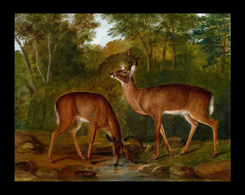Common or Virginian Deer