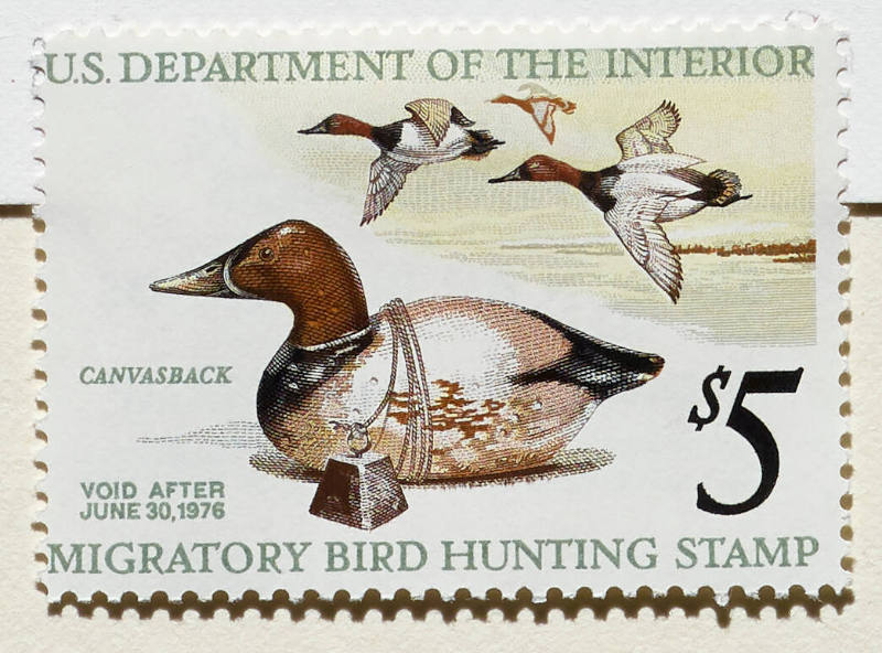 1975-76 Federal Duck Stamp; Canvasback Decoy