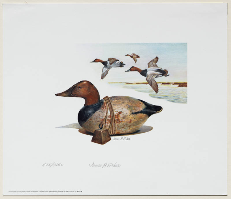 1975-76 Federal Duck Stamp Print; Canvasback Decoy