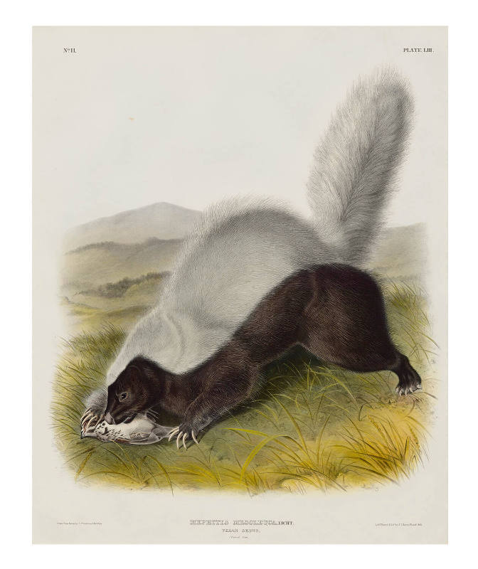 Texan Skunk