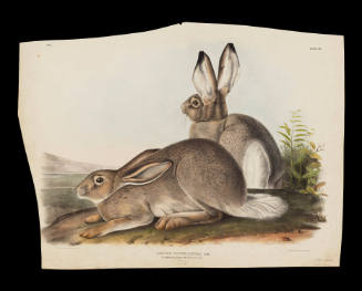 Townsend's Rocky Mountain Hare