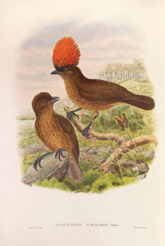 Orange-crested Bower-bird