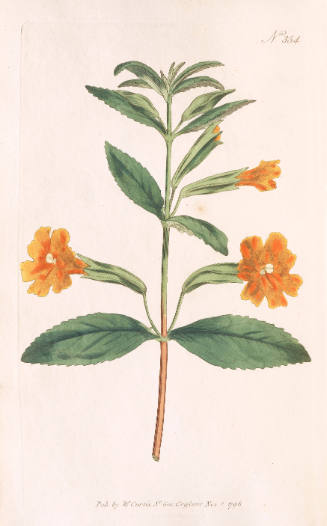 Mimulus Aurantiacus. Orange Monkey-Flower.