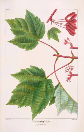 Red-Flowering Maple