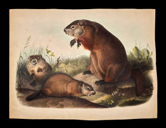 Maryland Marmot, Woodchuck, Groundhog