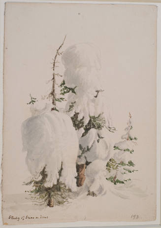 Study of Snow on Trees