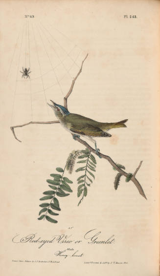Red-eyed Vireo or Greenlet