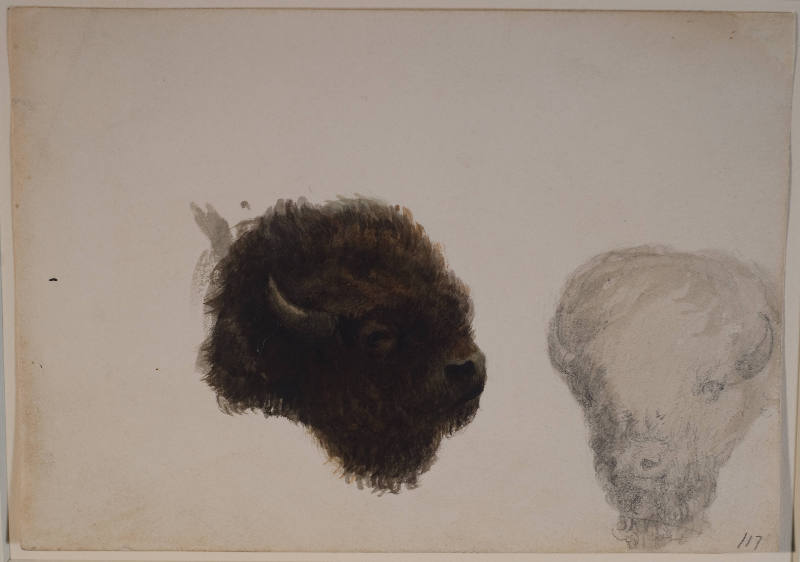 Two Buffalo Heads