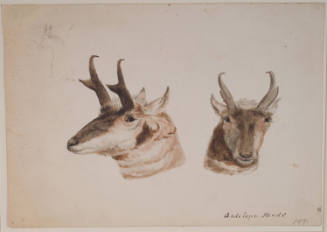 Heads of Prairie Antelope