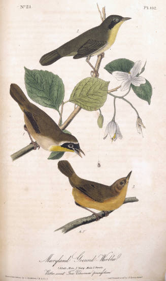 Maryland Yellow-throat Ground-Warbler