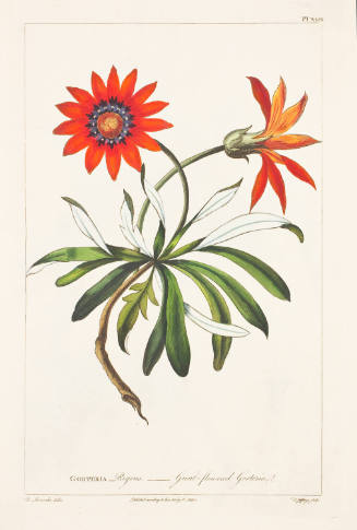 Gorteria_Rigens_Great-flowered Gorteria; Published according to the art of P. Miller (inscripti…