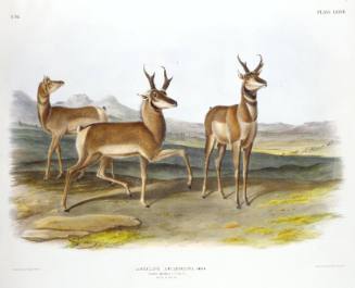 Prong-Horned Antelope