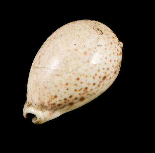 Uncut Shell
