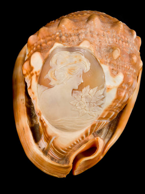 Carved Conch Shell