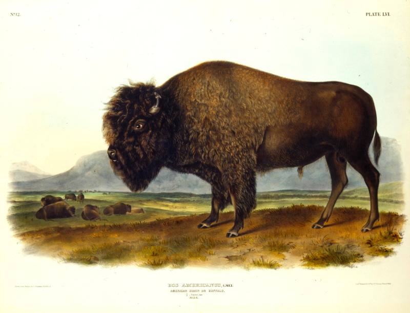 American Bison or Buffalo