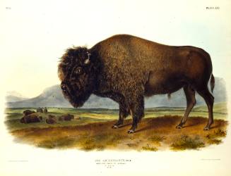 American Bison or Buffalo