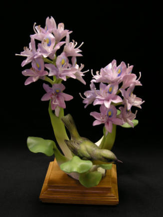 Yellow-Throats and Water Hyacinth