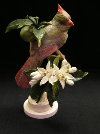 Virginian Cardinals and Orange Blossom