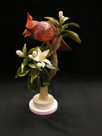 Virginian Cardinals and Orange Blossom