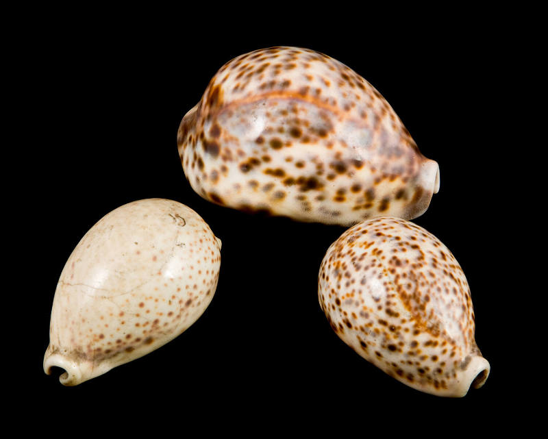 Uncut Shell