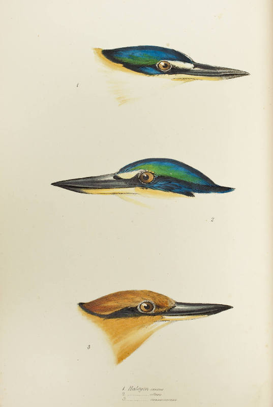 Halcyon sanctus, collaris, and cinnamominus