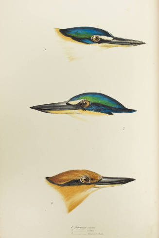 Halcyon sanctus, collaris, and cinnamominus