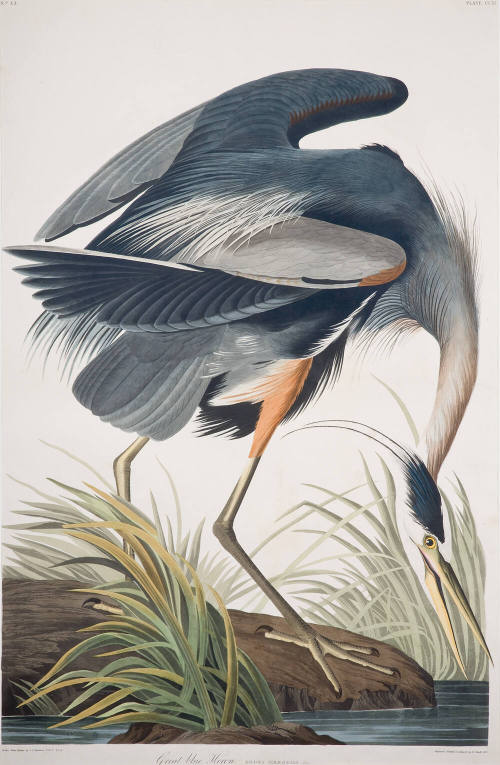 Great Blue Heron