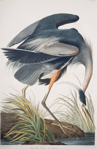 Great Blue Heron