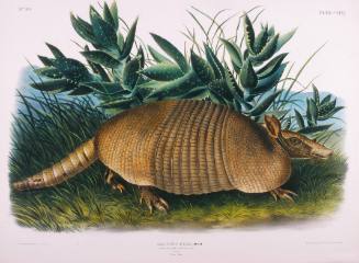 Nine-Banded Armadillo