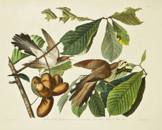 Yellow-billed Cuckoo
