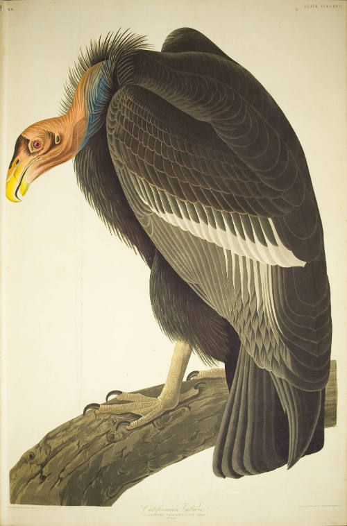 Californian Vulture