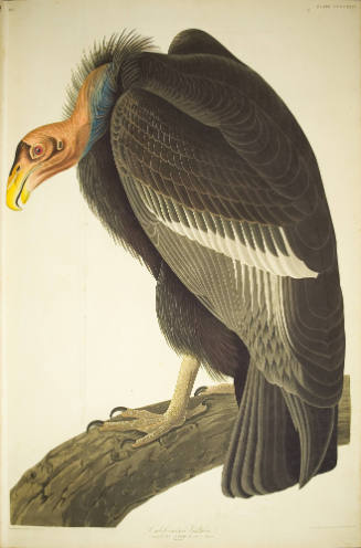 Californian Vulture