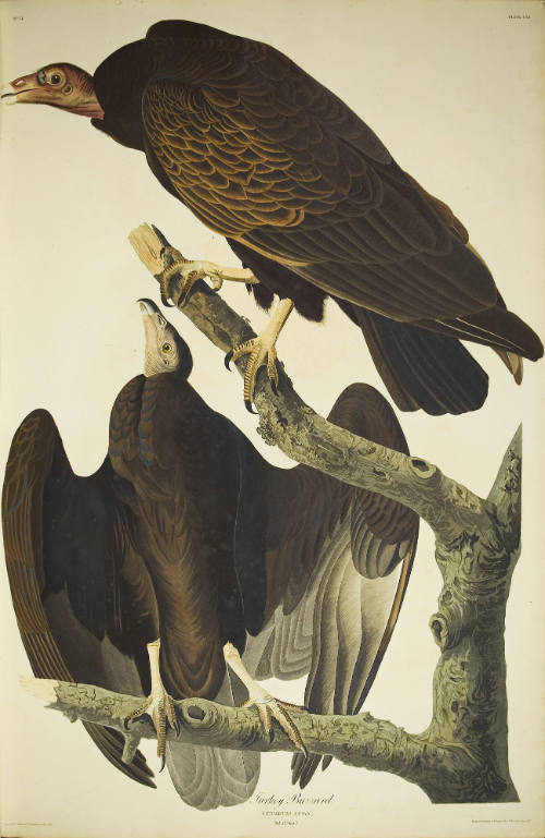 Turkey Buzzard