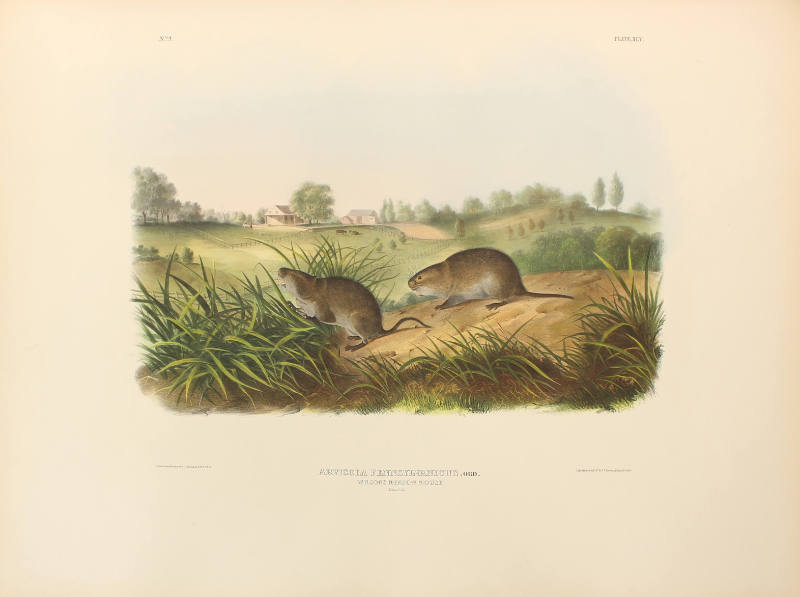 Wilson's Meadow Mouse