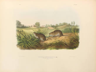 Wilson's Meadow Mouse