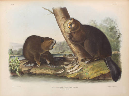 American Beaver
