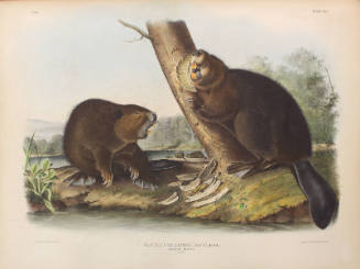 American Beaver